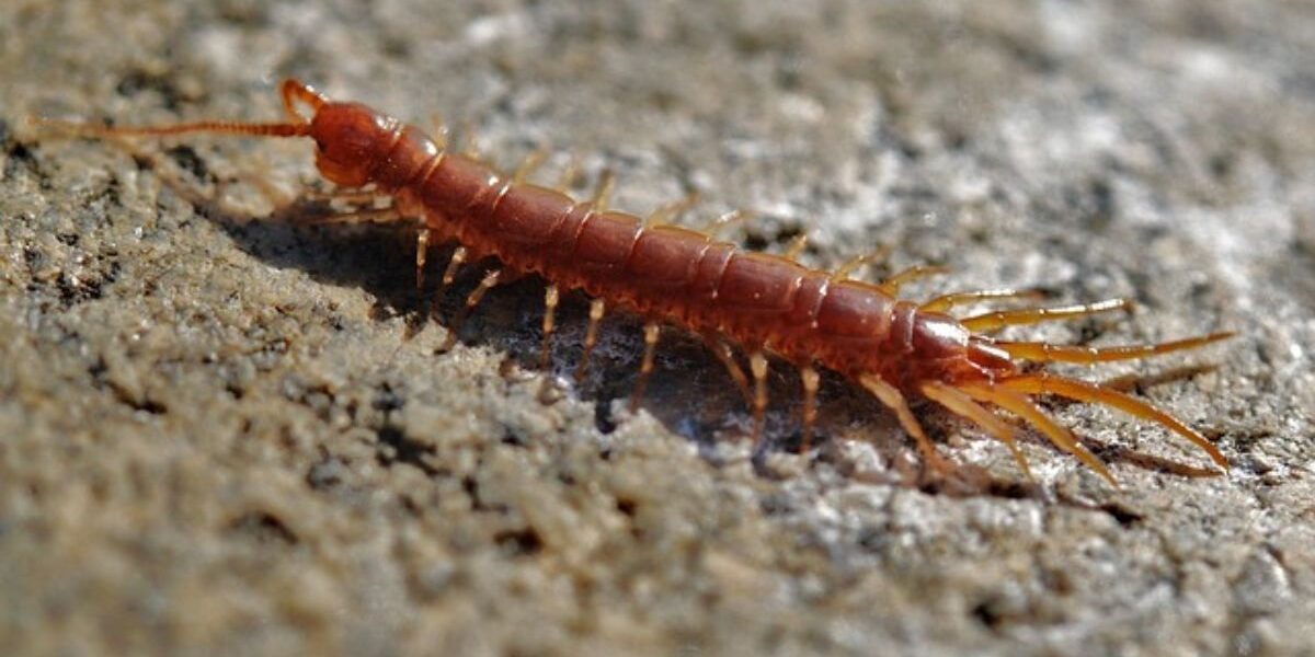 Outdoor Centipede Control-a-centipede