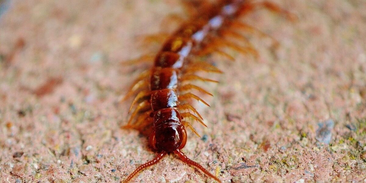 How To Get Rid Of House Centipedes-a-house-centipede