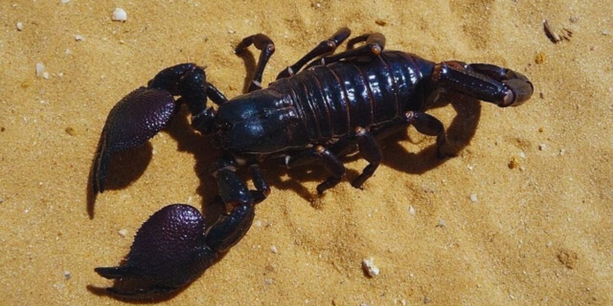 A scorpion
