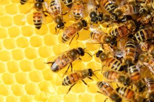 Honey Bee Control-a-bee-hive Honey Bee Control-a-bee-hive