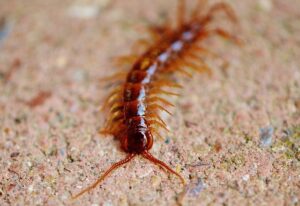 How To Get Rid Of House Centipedes-a-centipede How To Get Rid Of House Centipedes-a-centipede