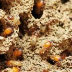 Anti-Termite Treatment-termite-infestation