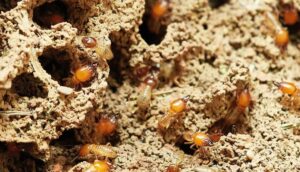 Fast & Effective Pest Control Solutions for Home and Garden-termite-infestation