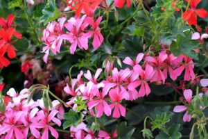 How To Get Rid Of Wasp Nest-a-geranium-flowering-plants How To Get Rid Of Wasp Nest-a-geranium-flowering-plants