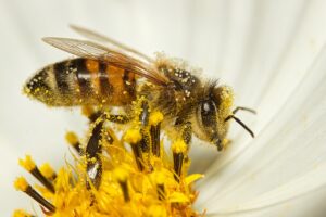 Honey Bee Control-honey-bee-insect Honey Bee Control-honey-bee-insect