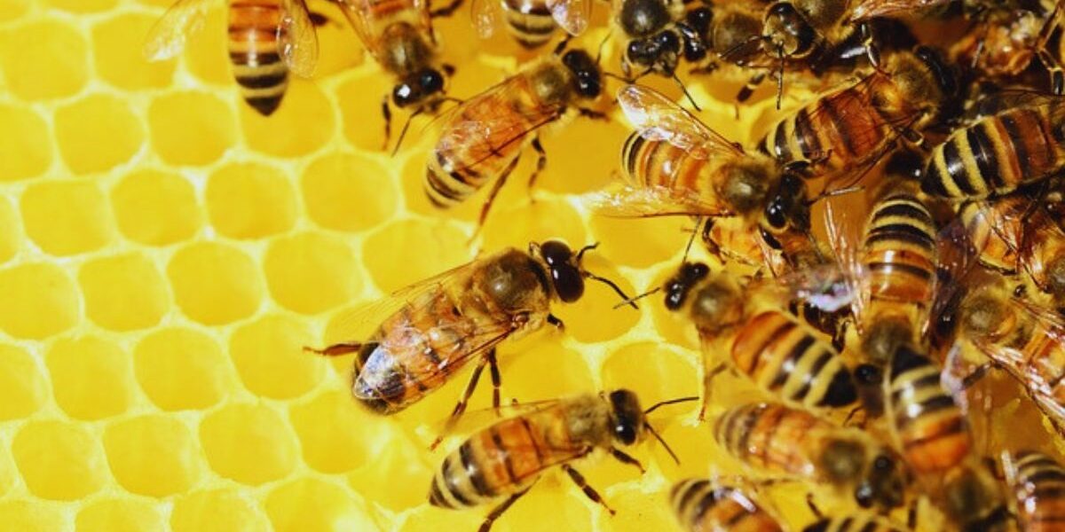 Honey Bee Control-honey-bees-on-honey-comb