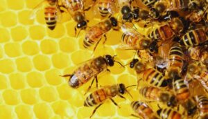 What Insects Live In A Bug Hotel-honey-bee-beneficial-insects What Insects Live In A Bug Hotel-honey-bee-beneficial-insects