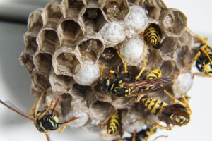 How To Get Rid Of Wasp Nest-a-wasp-nest How To Get Rid Of Wasp Nest-a-wasp-nest