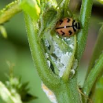 How To Attrcat Beneficial In The Garden-ladybug-feeding-on-mealybugs How To Attrcat Beneficial In The Garden-ladybug-feeding-on-mealybugs