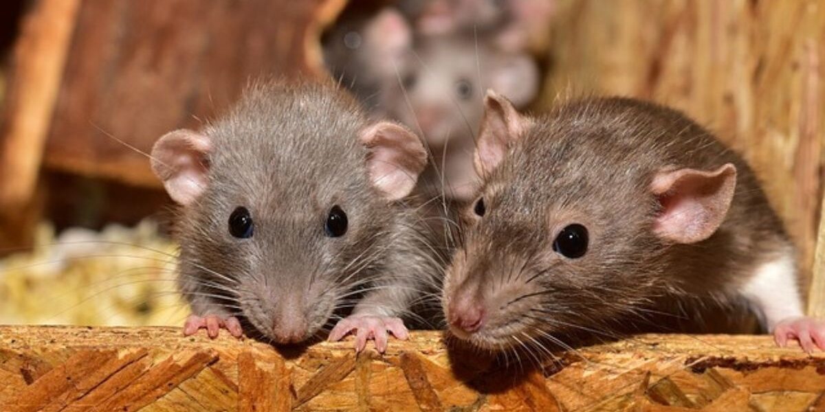 Rats rodent pest