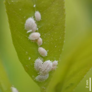How To Use Insecticidal Soap-mealybugs-on-a-plant How To Use Insecticidal Soap-mealybugs-on-a-plant