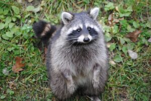 How To Keep Raccoons Out Of Your Yard a-raccoon How To Keep Raccoons Out Of Your Yard a-raccoon