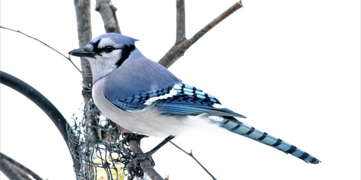A blue jay bird
