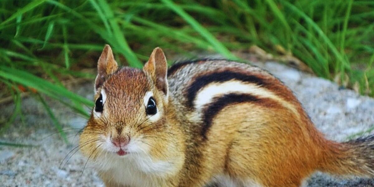 A chipmunk