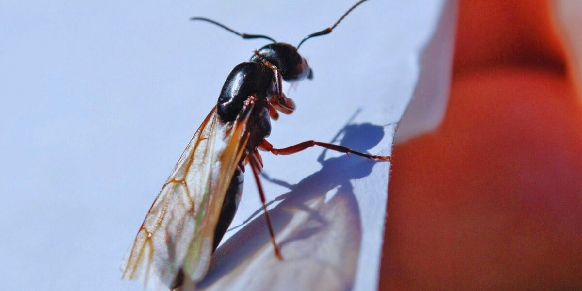 A flying ants