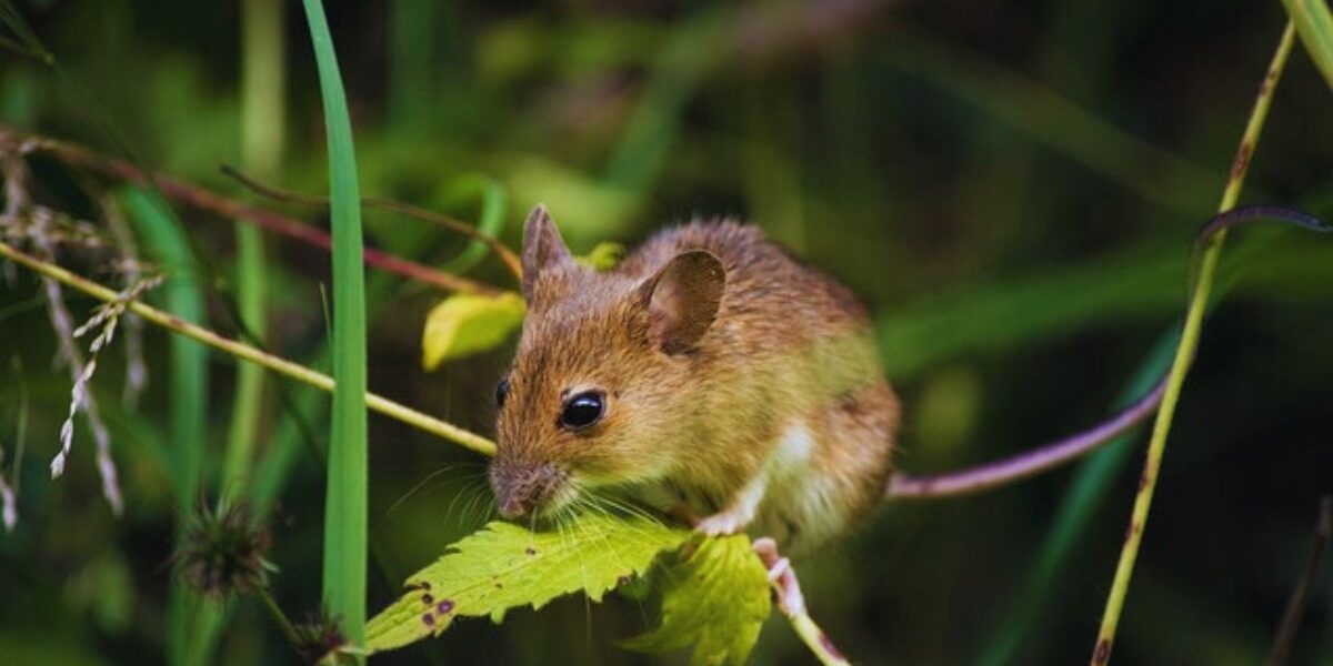 A mouse rodent pest