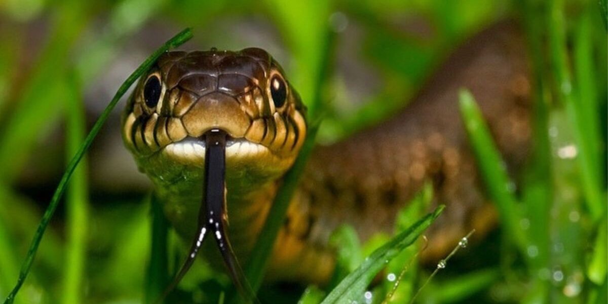 A snake