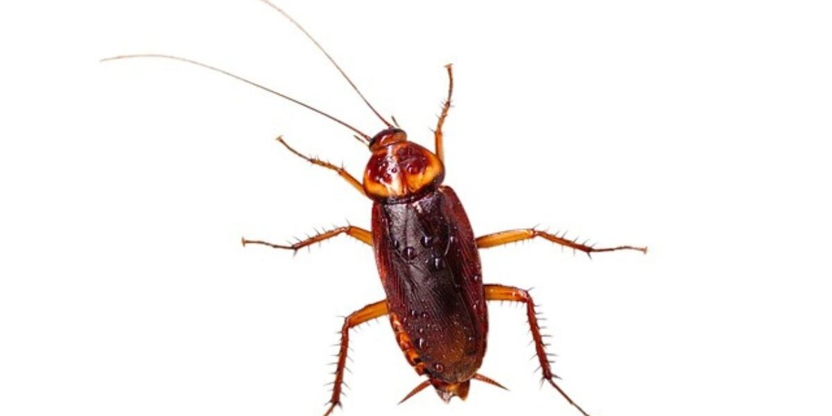 An American Cockroach