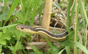 Keep Snake Out Of Your Yard-a-gater-snake Keep Snake Out Of Your Yard-a-gater-snake