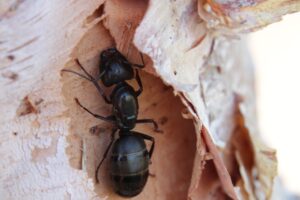 How To Get Rid Of Ants In The Wall-and-ants How To Get Rid Of Ants In The Wall-and-ants