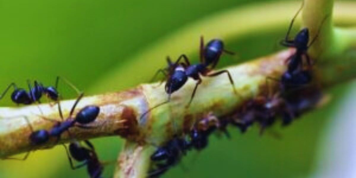 Ants on a garden plant