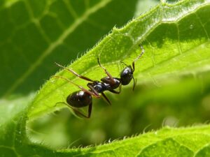 How To Get Rid Of Ants In Potted Plants-an-ant-on-a-plant How To Get Rid Of Ants In Potted Plants-an-ant-on-a-plant