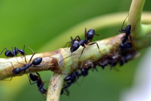 Plants That Attracts Ants-black-ants-on-a-garden-plant Plants That Attracts Ants-black-ants-on-a-garden-plant