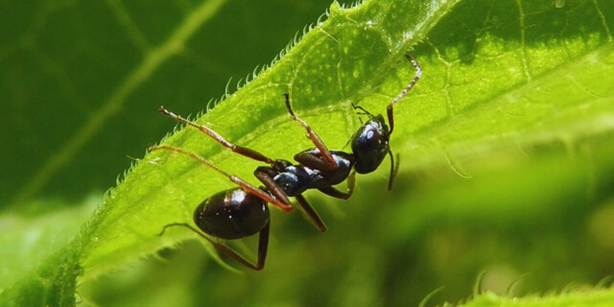 An ant on garden plant