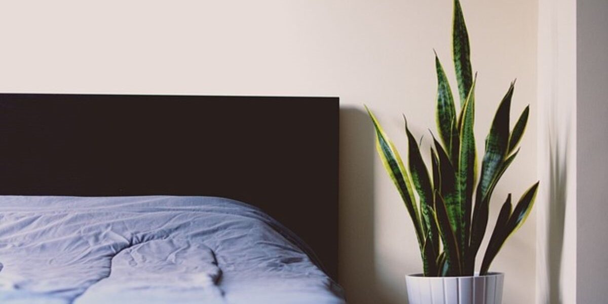 A bed and interior potted plant