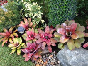 How To Use Insecticidal Soap-a-garden-design How To Use Insecticidal Soap-a-garden-design
