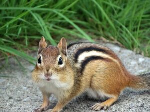 Best Way To Get Rid Of a chipmunks Best Way To Get Rid Of a chipmunks