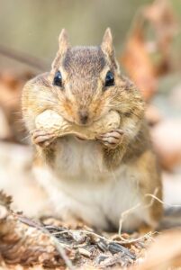 Best Way To Get Rid Of a chipmunk-a-chipmunk-eating a peanut Best Way To Get Rid Of a chipmunk-a-chipmunk-eating a peanut