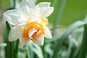 Plants That Attracts Ants-a-daffodil Plants That Attracts Ants-a-daffodil