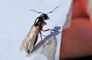 How To Get Rid of Flying Ants-a-flying-ants How To Get Rid of Flying Ants-a-flying-ants