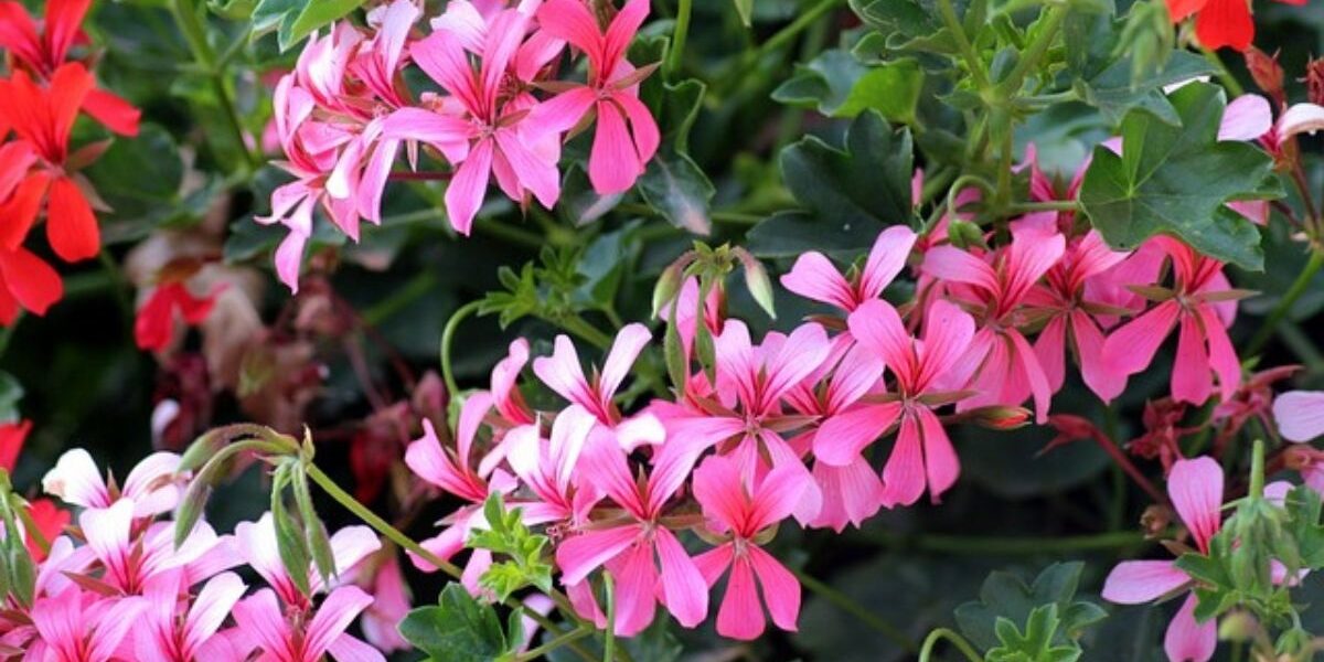 Geranium flowering plants