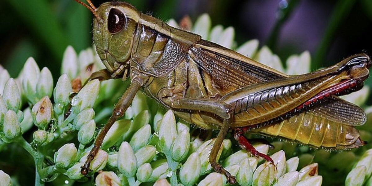 A grasshopper insect