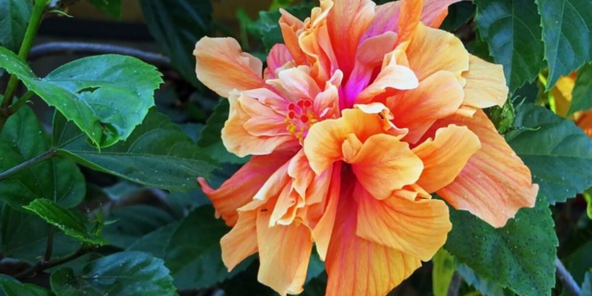 Hibiscus flowering plant