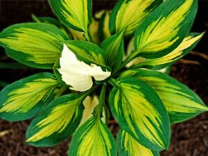 Plants That Attract Ants-a-hosta-plant Plants That Attract Ants-a-hosta-plant