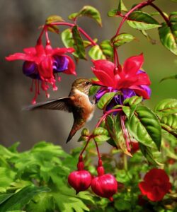 How To Use Diatomaceous Earth-a-humming-bird-collecting-nectar How To Use Diatomaceous Earth-a-humming-bird-collecting-nectar