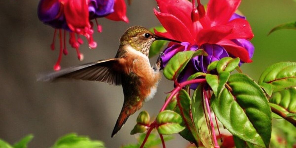 A hummingbird collecting nectar