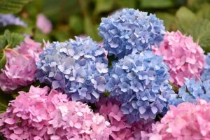 Plants That Attract Ants-hydrangeas-flowering-plants Plants That Attract Ants-hydrangeas-flowering-plants