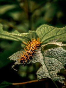 How to Use Intergrated Pest Management -a-garden-insect-pest How to Use Intergrated Pest Management -a-garden-insect-pest
