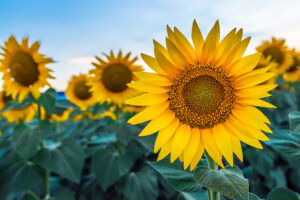 Plants That Attracts Ants-sunflowers