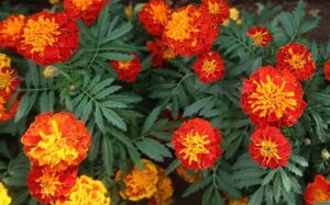 How To Get Rid Of Leaf Miners-marigold-flowering-plants How To Get Rid Of Leaf Miners-marigold-flowering-plants