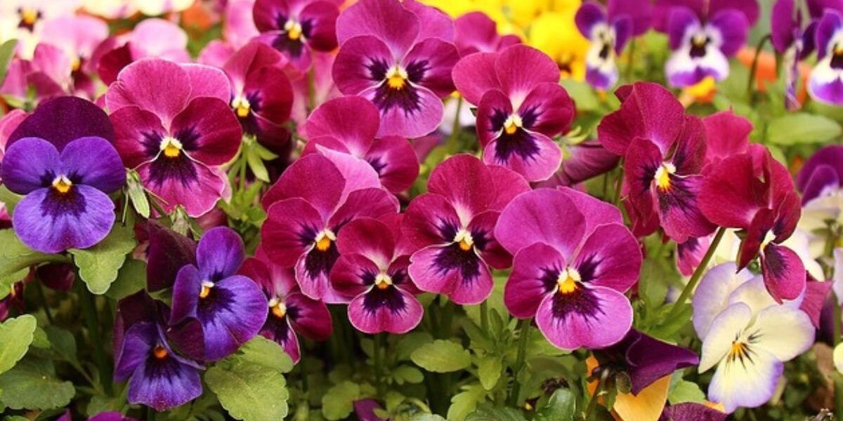 Pansy flowering plants
