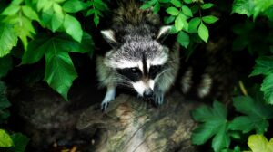 How To Keep Raccoons Out Of Your Yard-a-raccoon How To Keep Racocons Out Of Your Yard-a-racoon