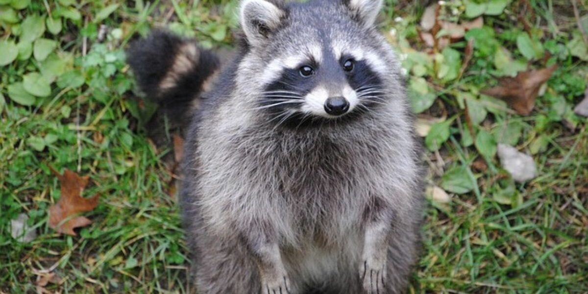A racoon