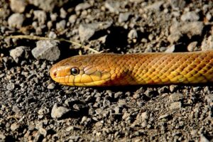 Keep Snakes Out Of Your Yard-a-snake Keep Snakes Out Of Your Yard-a-snake