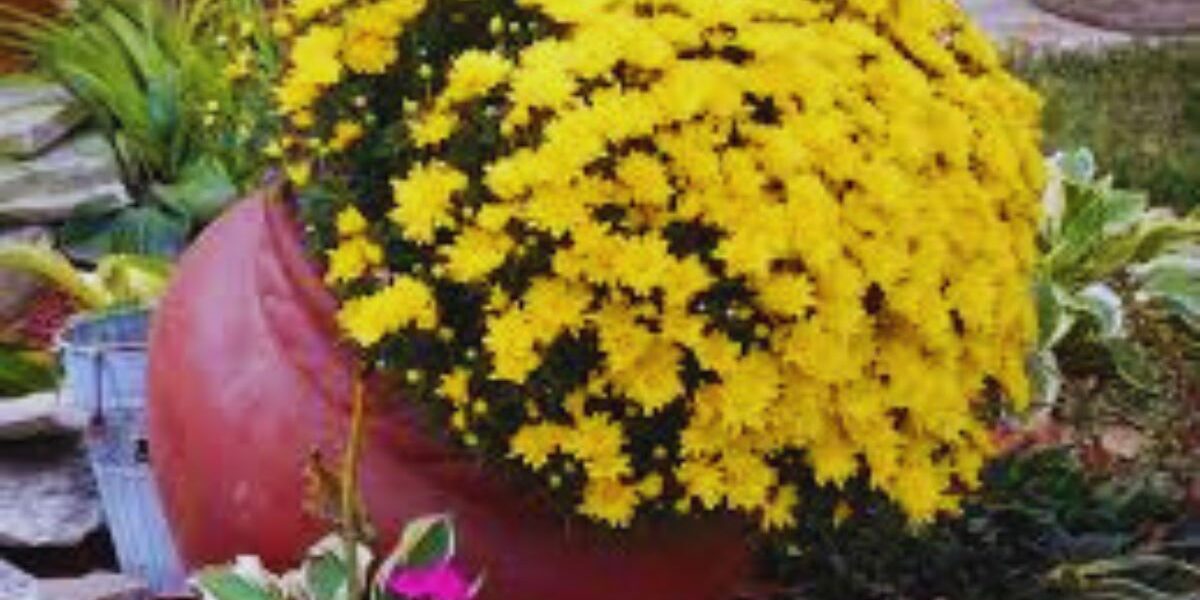 Garden design flowering plants