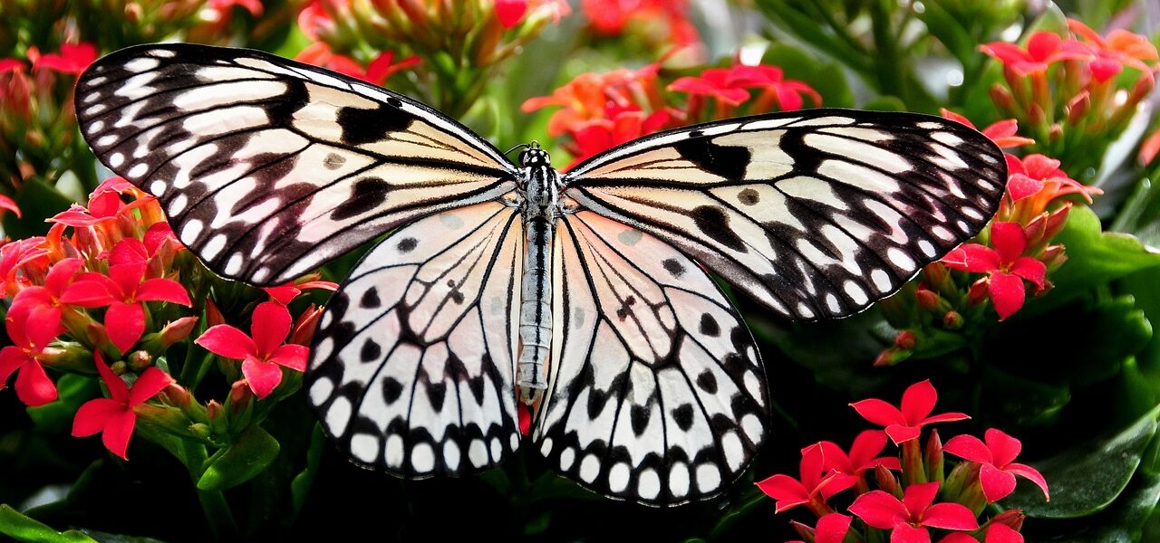 Butterfly Collecting Nectar On Flowering Plants